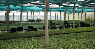 সিংগাইরে পলিশেড হাউজে চারা উৎপাদনে সাফল্য পেয়েছেন তরুণ উদ্যোক্তা